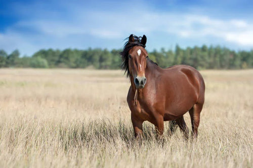 Aliment Chevaux Western Sans Avoine - 25 kg